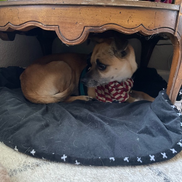 🥰New💋family🐶member😍 - Picture 9 of 9